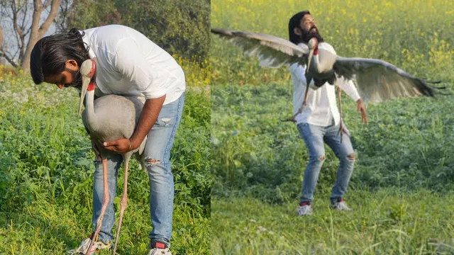 Sarus Crane