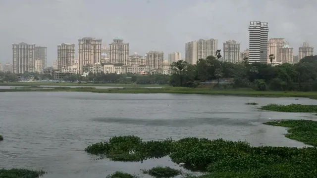 Powai lake hyacinth