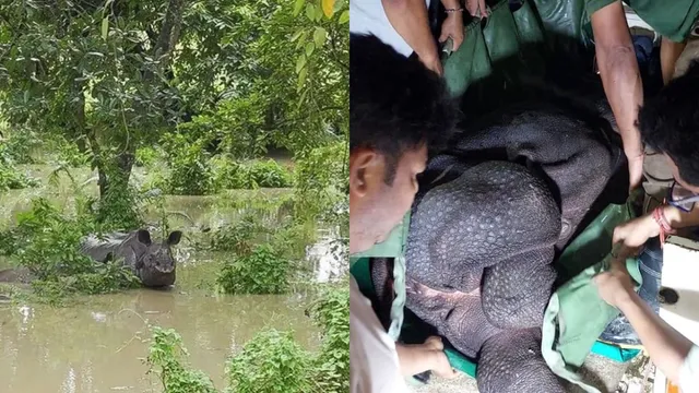 A 2 year female rhino calf has been rescued by Assam forest frontline and vet rescue team at Kaziranga National Park’s Kohora range