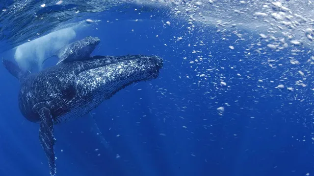 whale.jpg