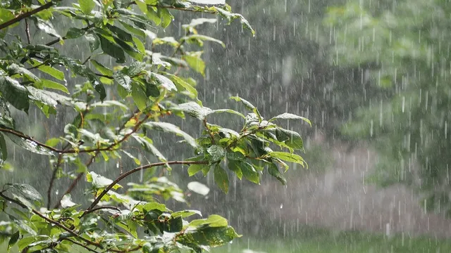 Monsoon Rainfall Rains