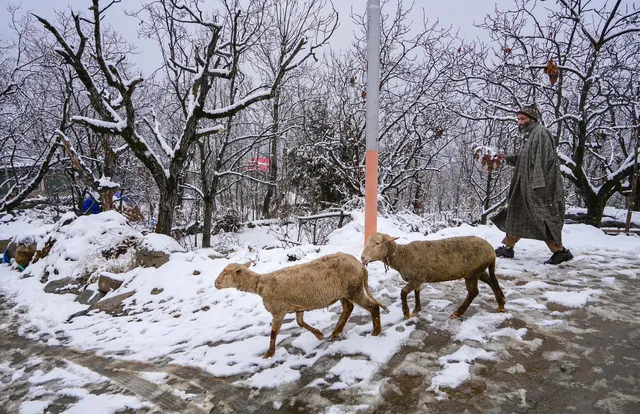 Weather Snowfall in Srinagar Kashmir Jammu