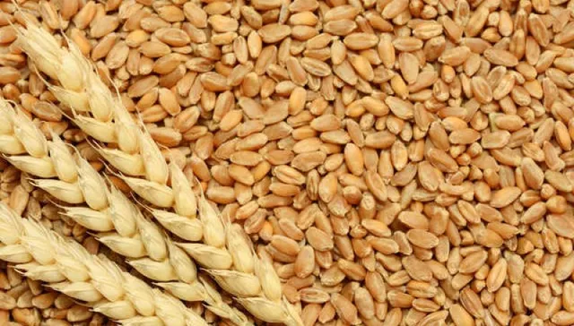 Rabi Season Wheat Production