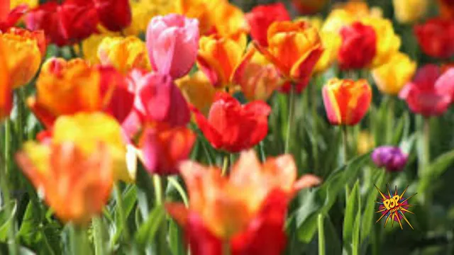 Blooming Monsoon: These 8 Beautiful Flowering Plants You Must Add to Your Garden