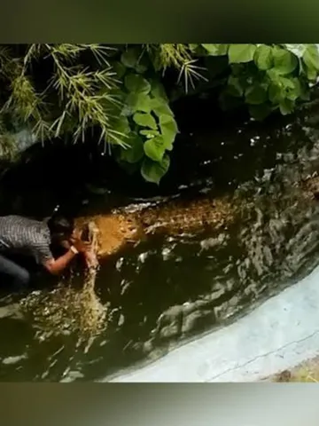 Horrifying : Crocodile Attacked A 68 Years Old Man Who Tried to Take a Selfie with it, Read Below :