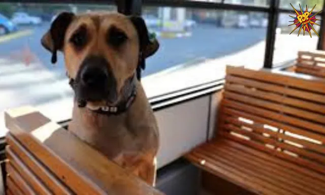 Trending!: Do you know Boji, The Wanderlust Dog!? If not then check it out about this new internet Sensation!