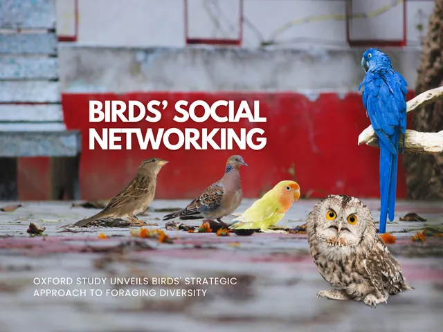 Birds’ Social Networking