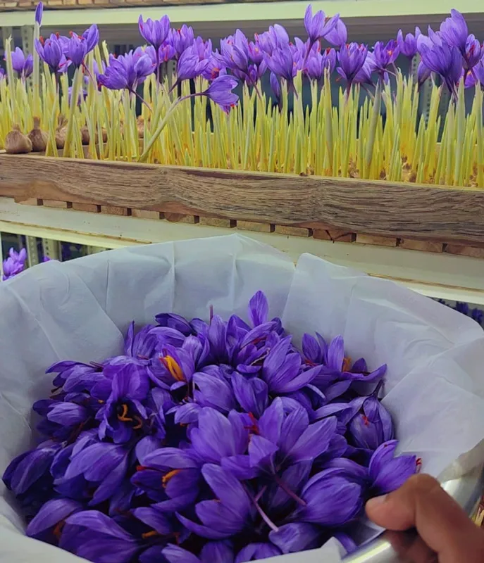 saffron aeroponics