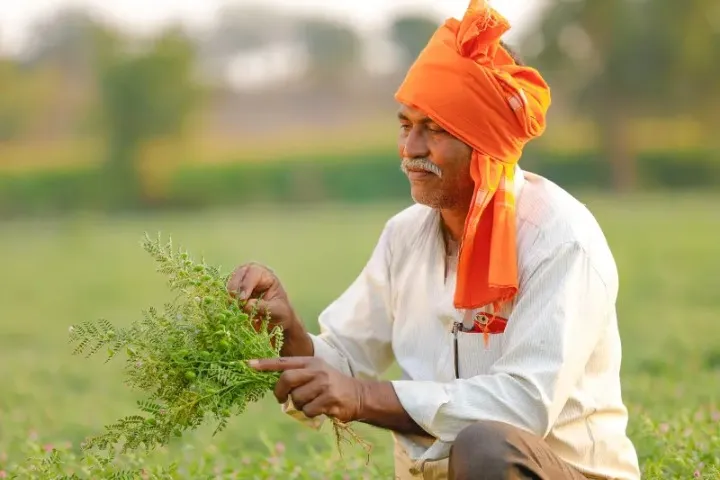 chickpea farmer 