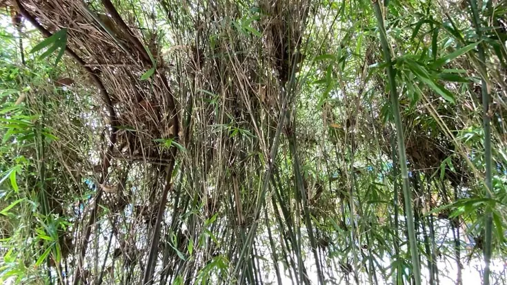 Snake in Bamboos 2