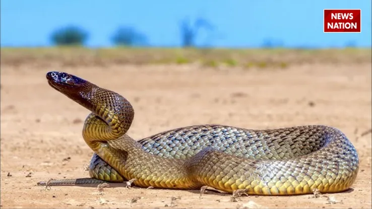 Inland Taipan