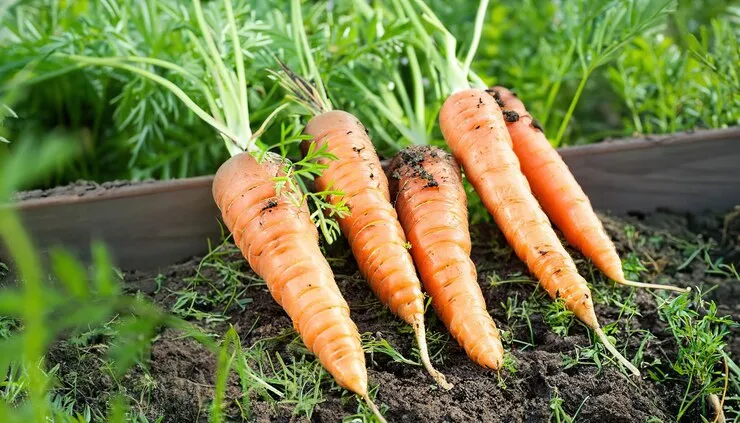 fresh-carrot