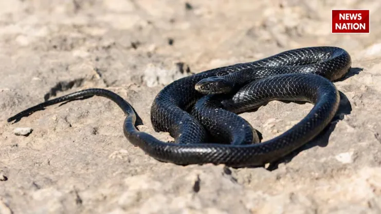 black mamba 