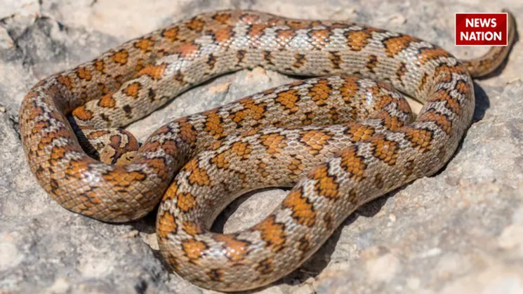 russell’s viper