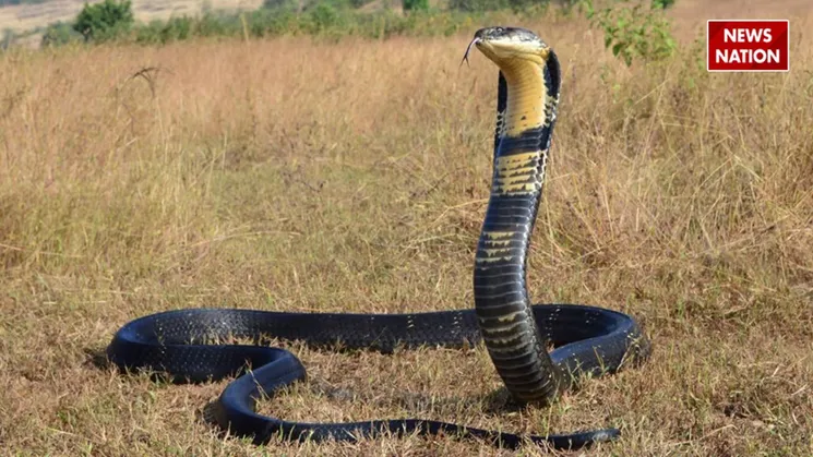 king cobra