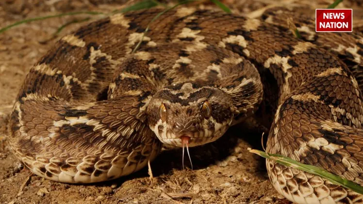 Saw-scaled Viper