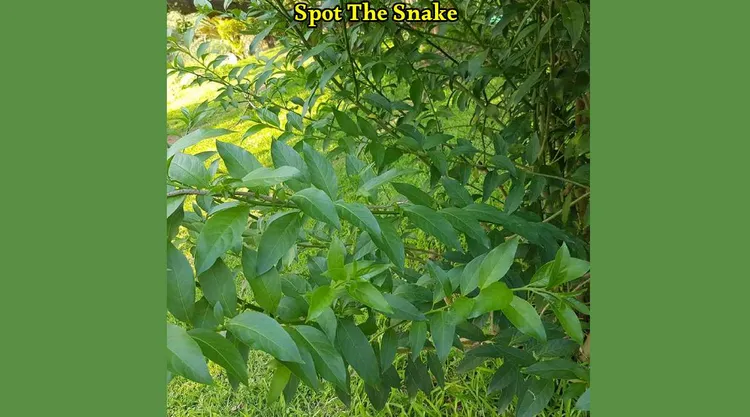 A Snake 1 