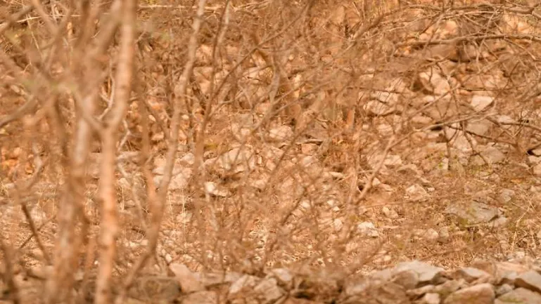 Find Leopard I