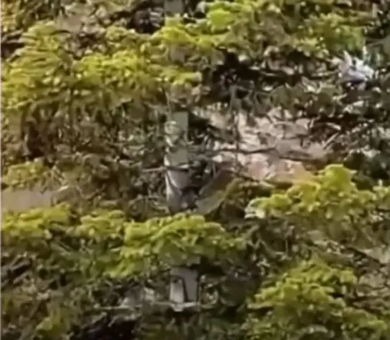 mountain lion 2