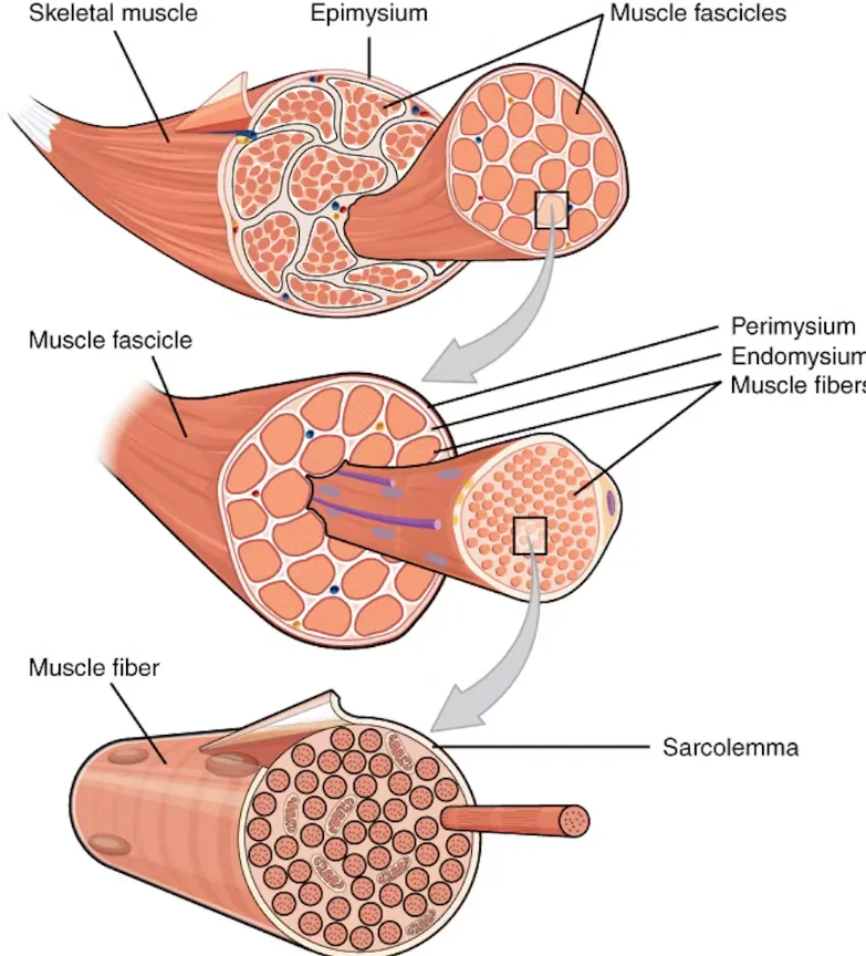 Muscles, which animal meat comes from, contain muscle fibers banded together by connective tissue. OpenStax/Wikimedia Commons, CC BY-SA