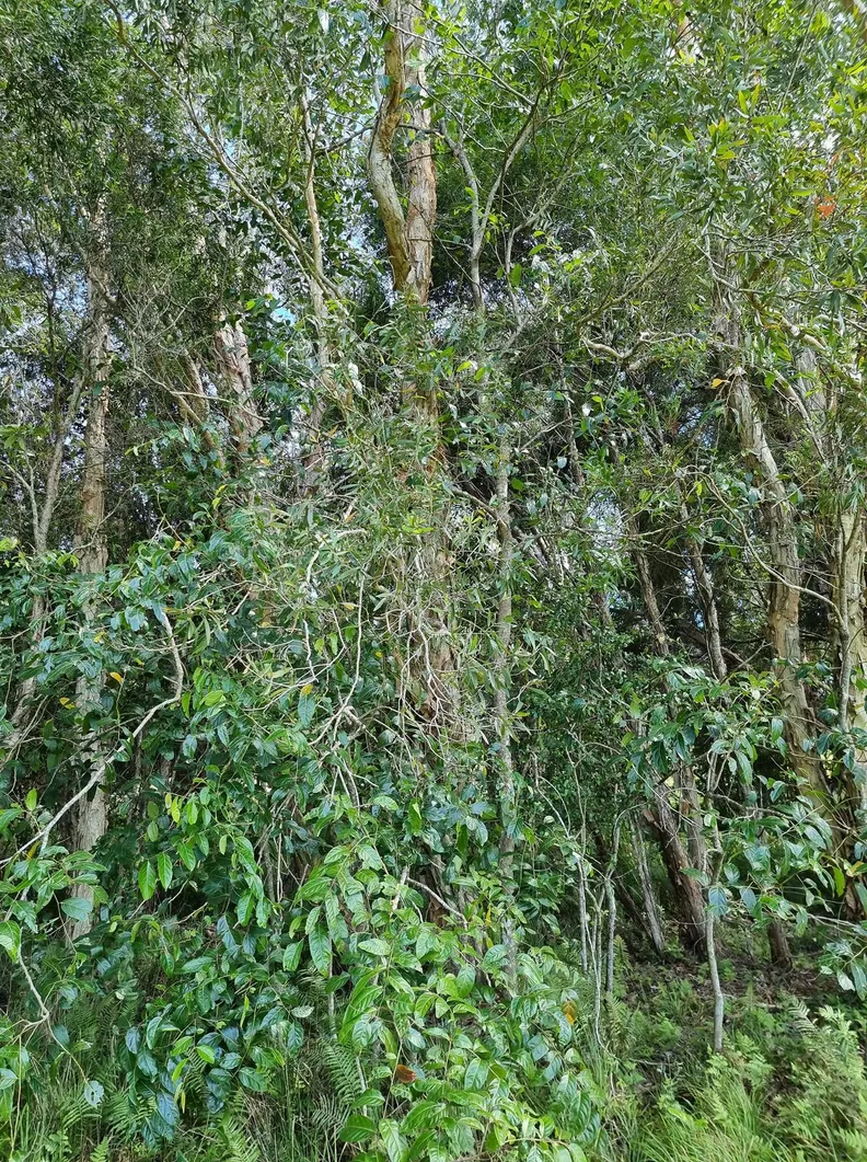 Spot the snake II 