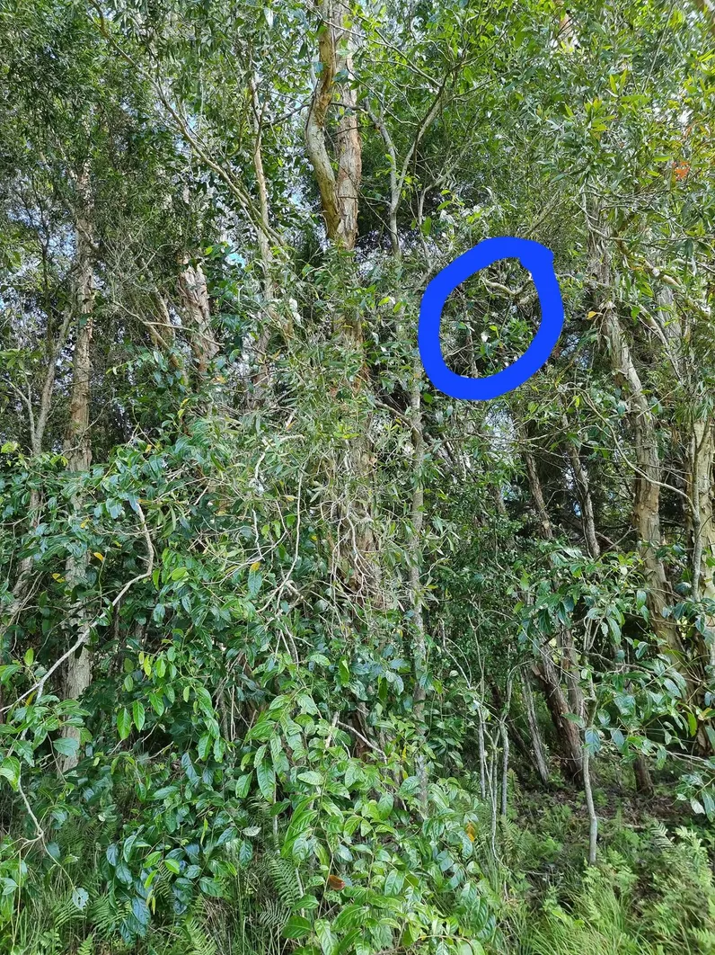 Spot the snake III