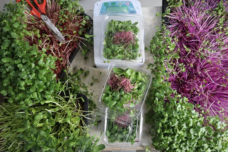 boxes of microgreens