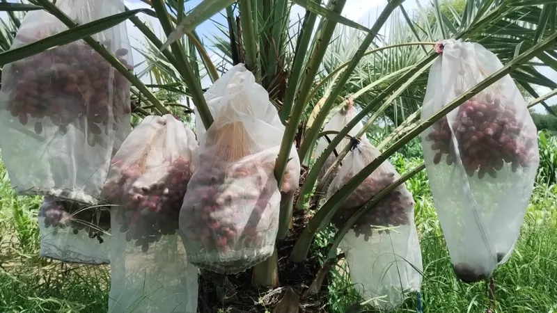 dates covered with nets