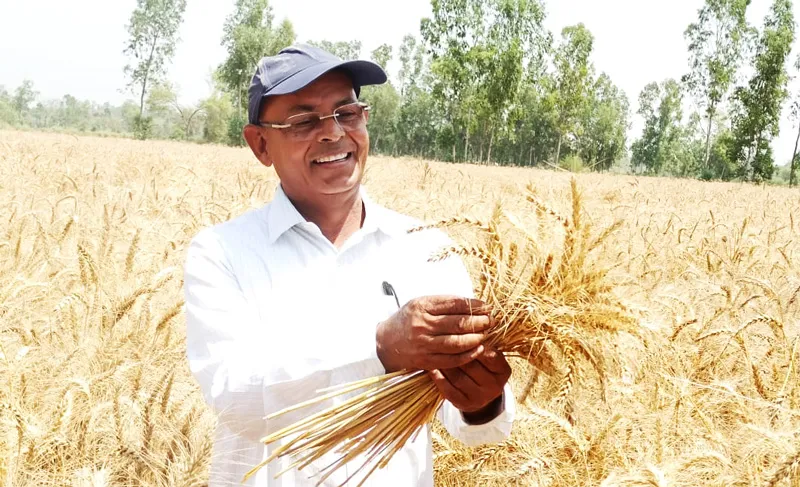 wheat