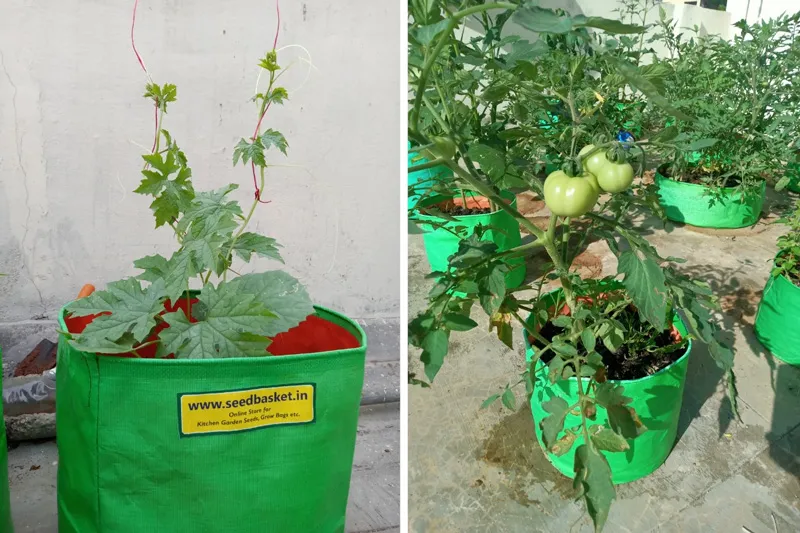Seedbasket grow bags