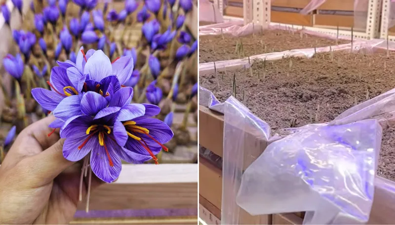 saffron flowers stigma