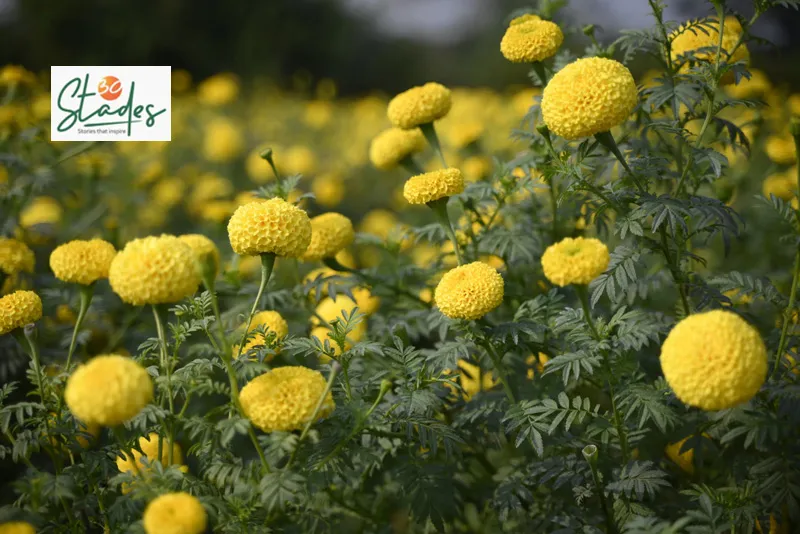 yellow variety of marigold