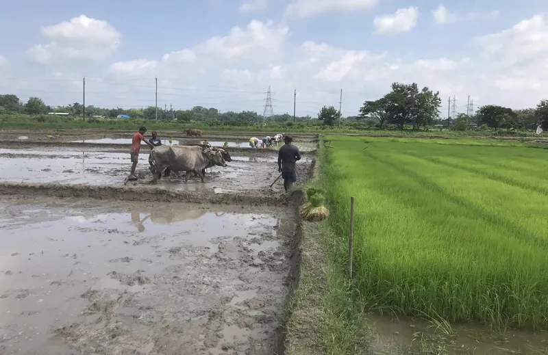 paddy farming at pabhoi greens