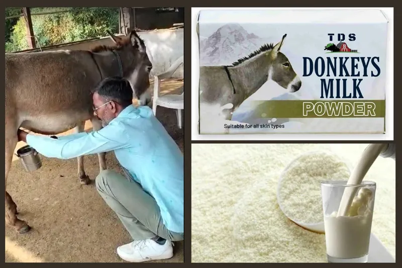milking donkey
