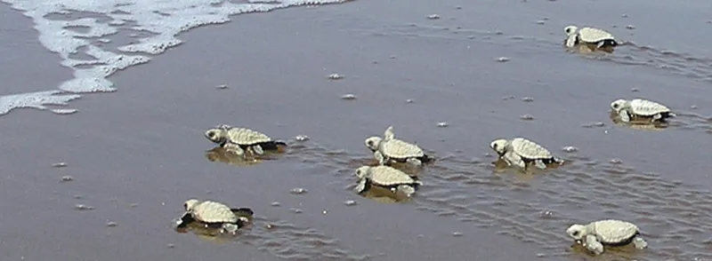 olive ridley turtles ratnagiri velas chiplun