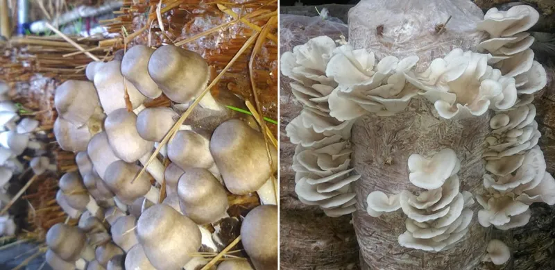 Oyster mushrooms growing at Kalinga Mushroom farm. Pic: Kalinga Mushroom