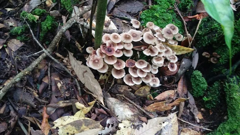 mushrooms