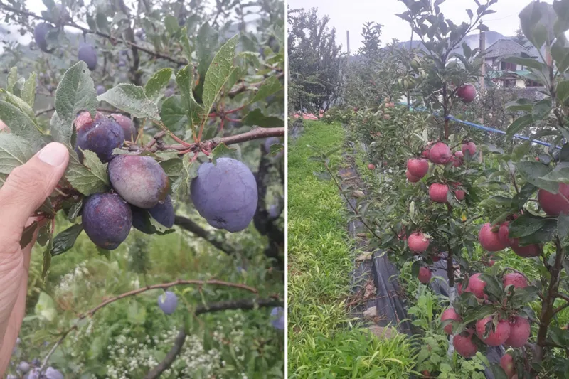 Plums and apples at associate farmers' farm in Himachal Pradesh