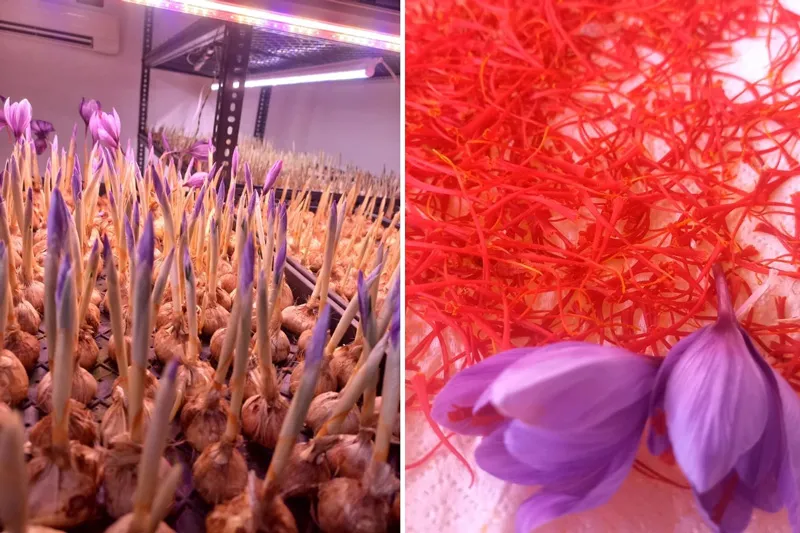 saffron bulbs