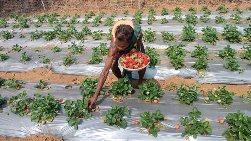 harevesting strawberries