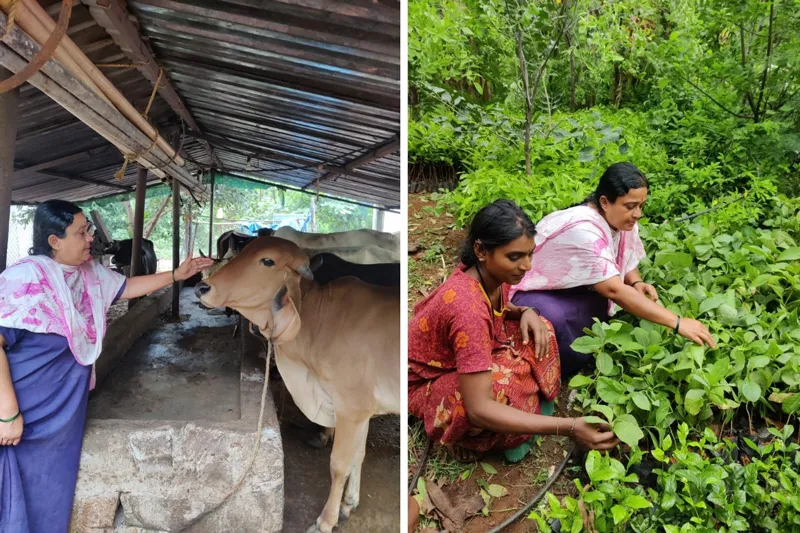 with her cattle