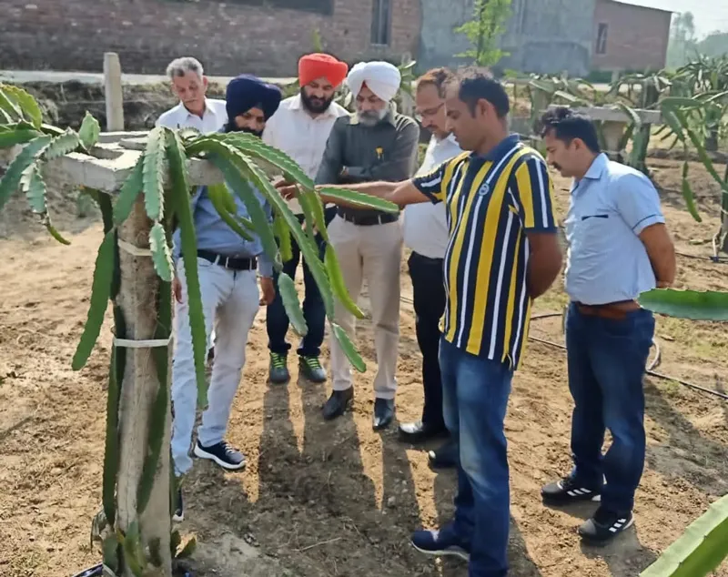 Raman salaria explaining dragon fruit farming