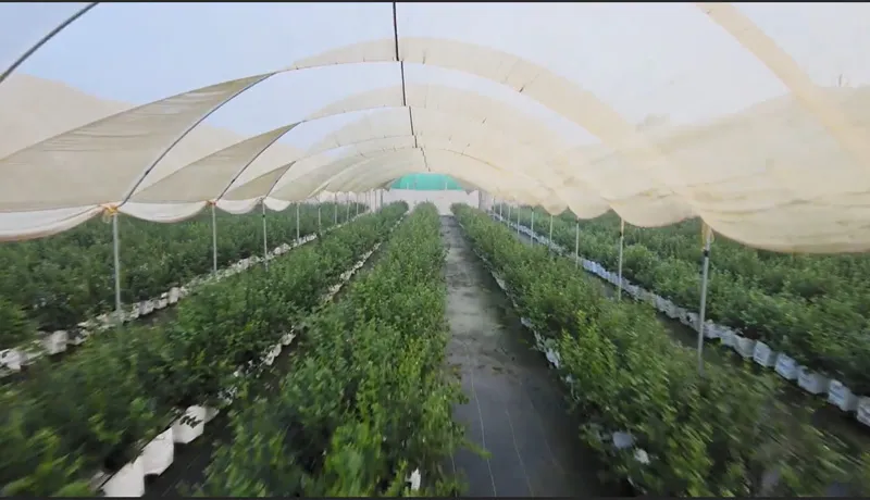 growbags in tunnel