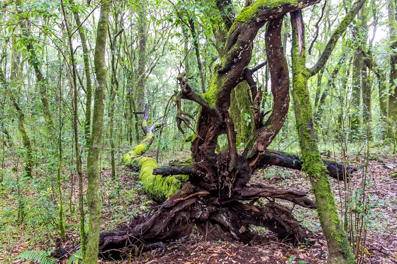 ancient tree