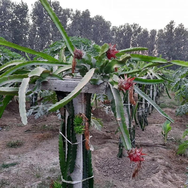 pillar for supporting dragon fruit