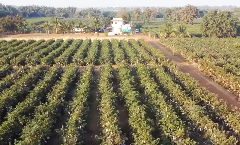 farm of kabir chandrakar