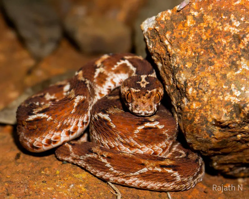 Saw-scaled viper. Pic by Rajat