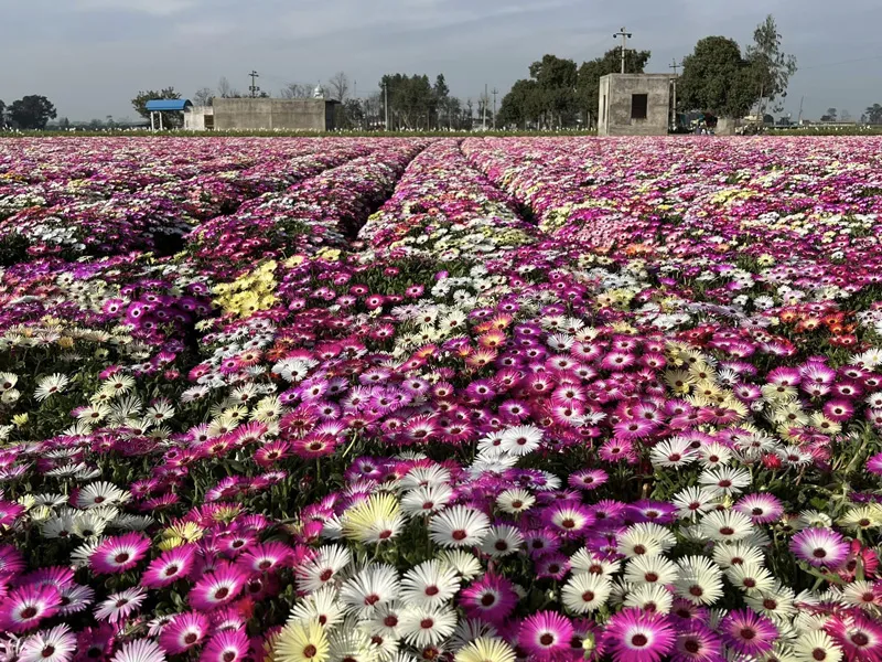 ice plant flower annuals gurwinder