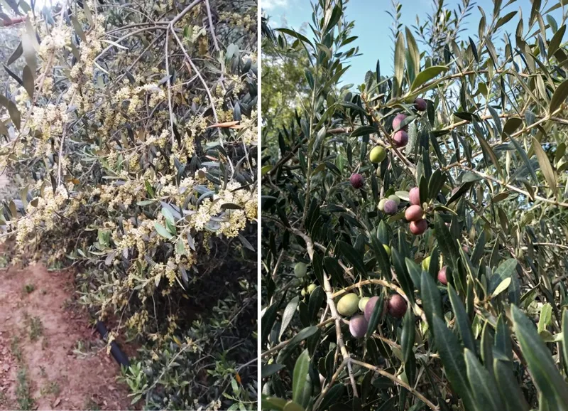 flowers and fruits