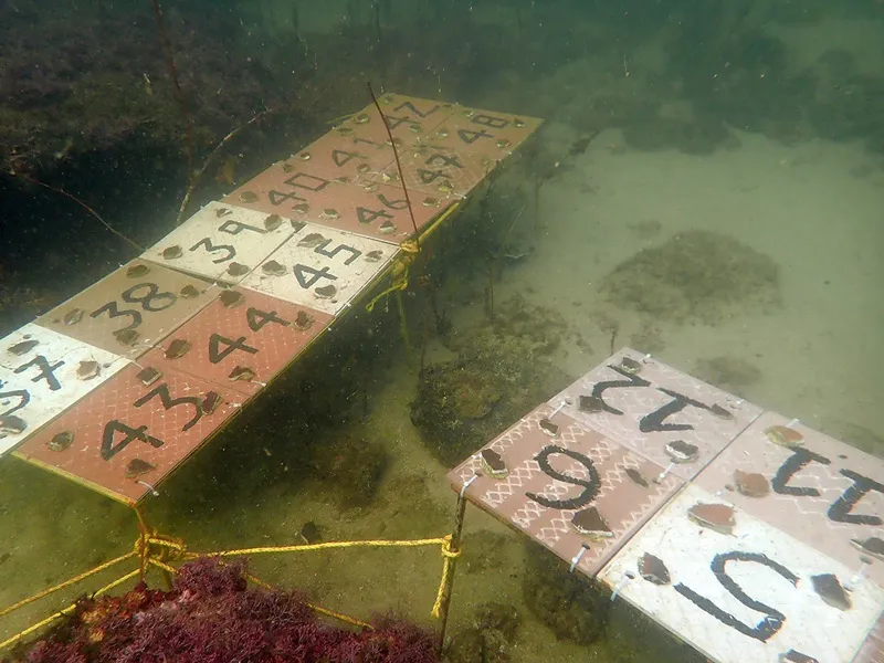 transplanted corals